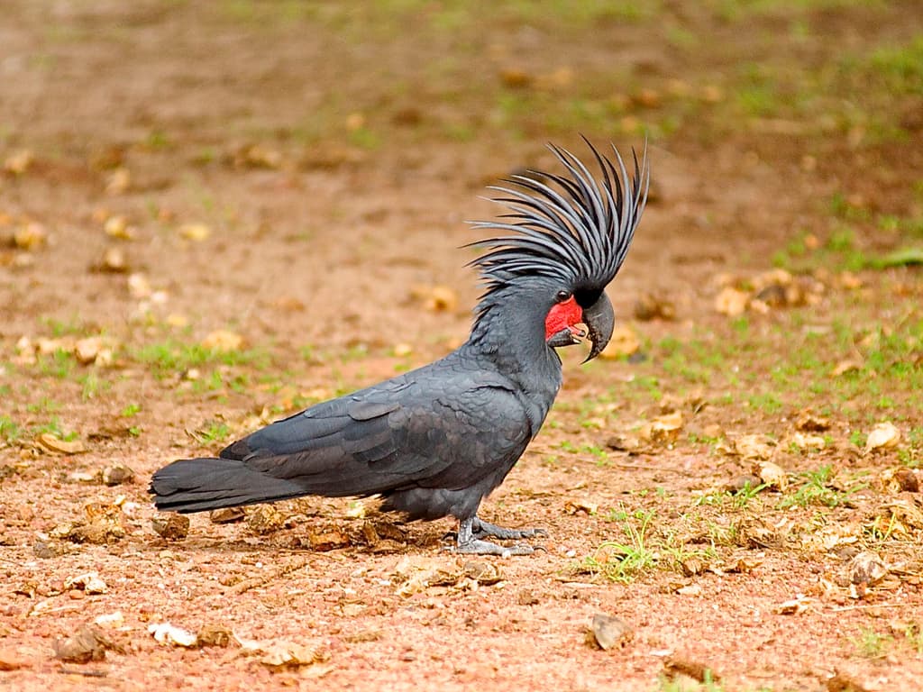 Palm Cockatoo