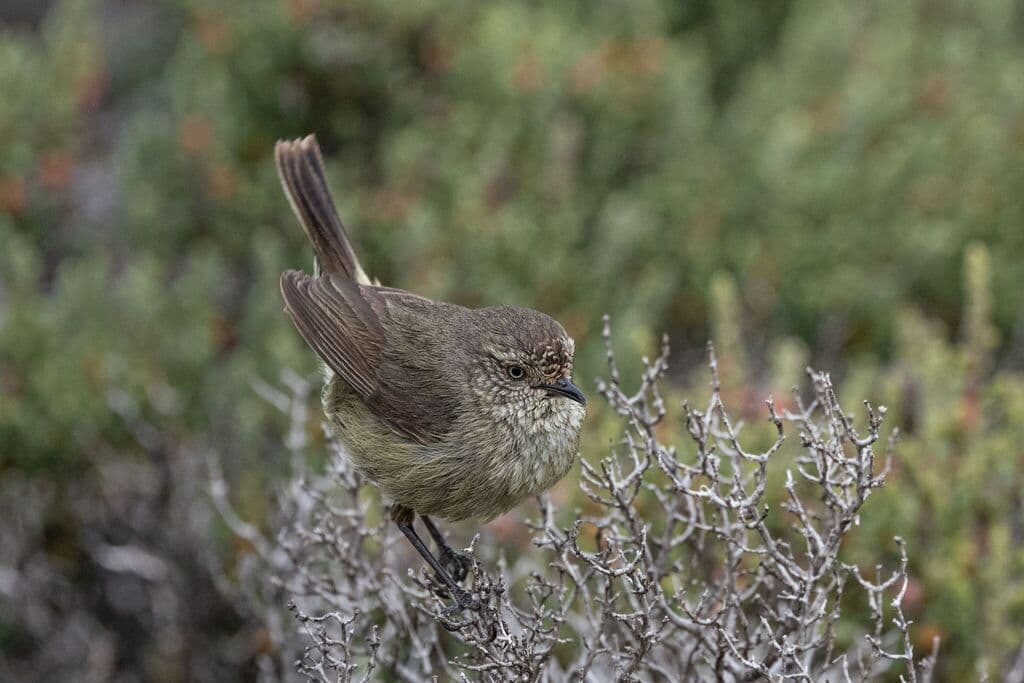 Slender-billed Thornbill