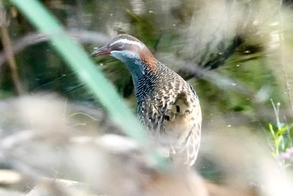 Buff-banded Rail