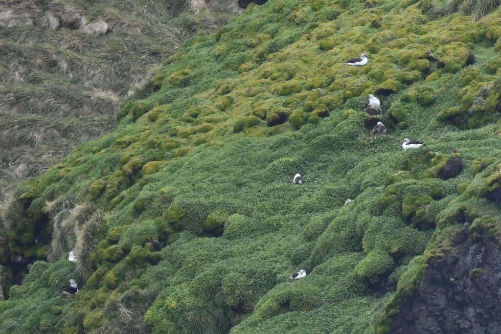 Grey-headed Albatross