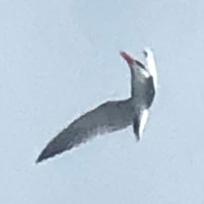 Caspian Tern