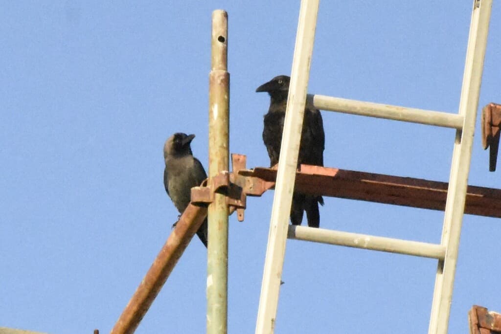 House Crow