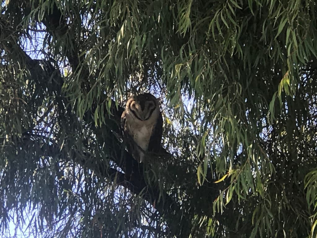 Australian Masked Owl