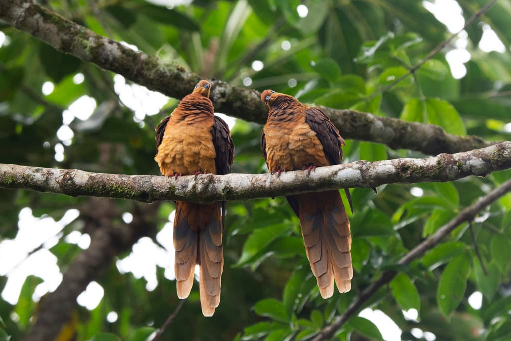 Brown Cuckoo-Dove