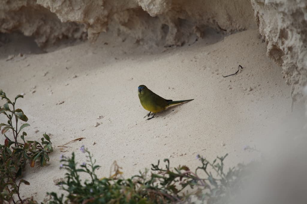 Rock Parrot