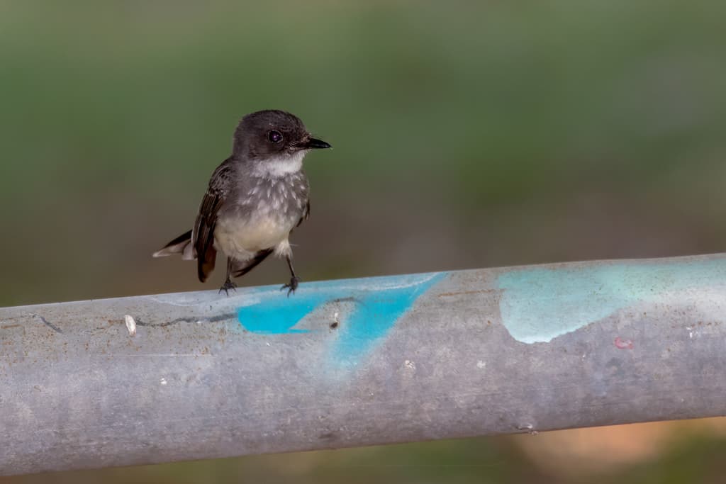 Northern Fantail