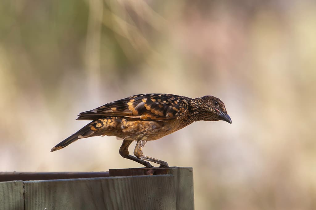 Western Bowerbird