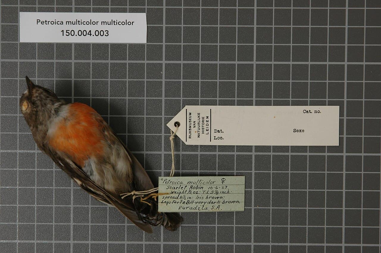 Norfolk Robin