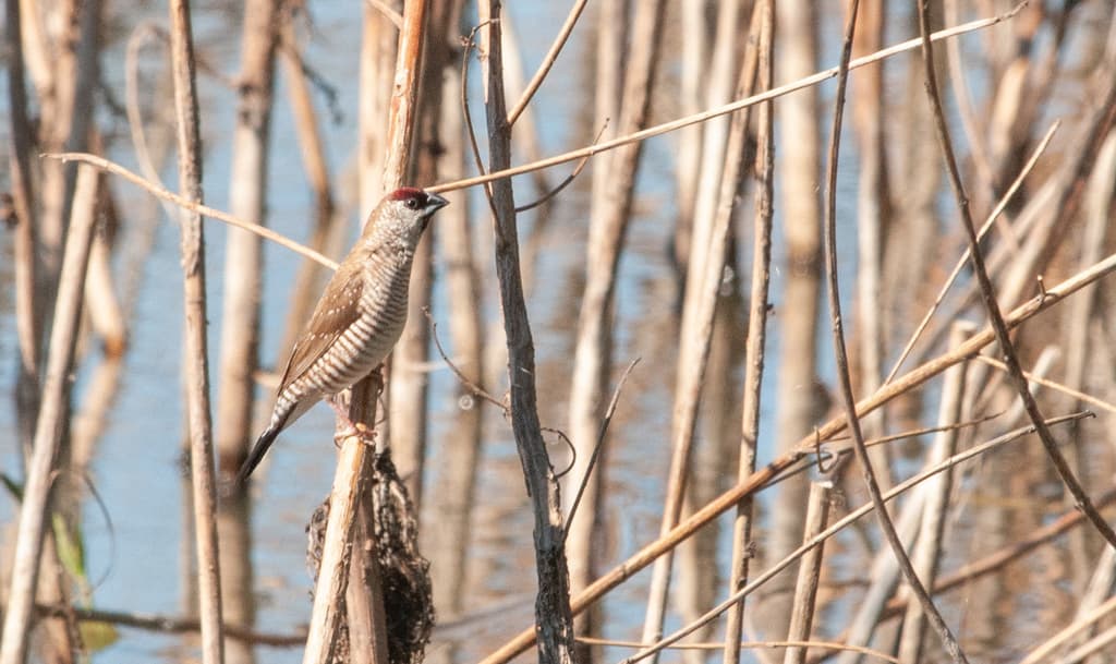 Plum-headed Finch