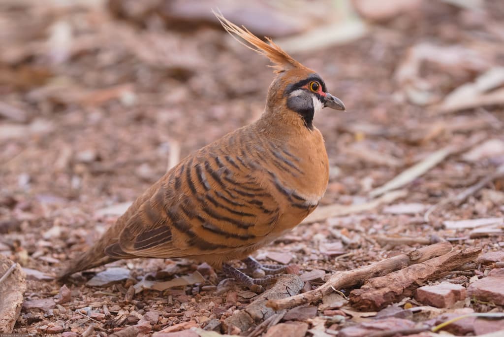 Spinifex Pigeon