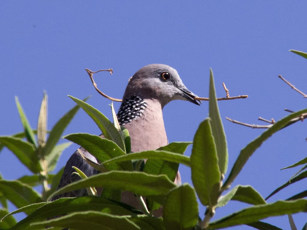 Spotted Dove