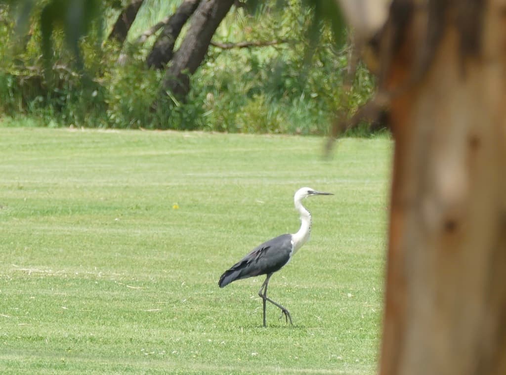 White-necked Heron