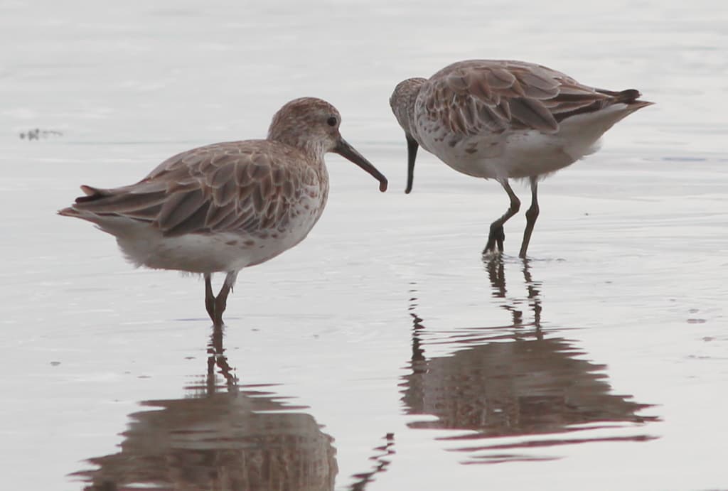 Great Knot