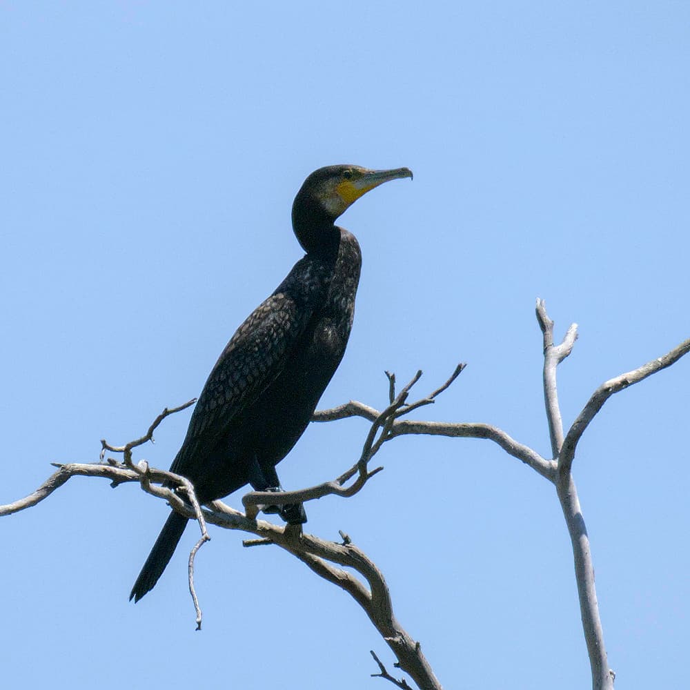 Great Cormorant