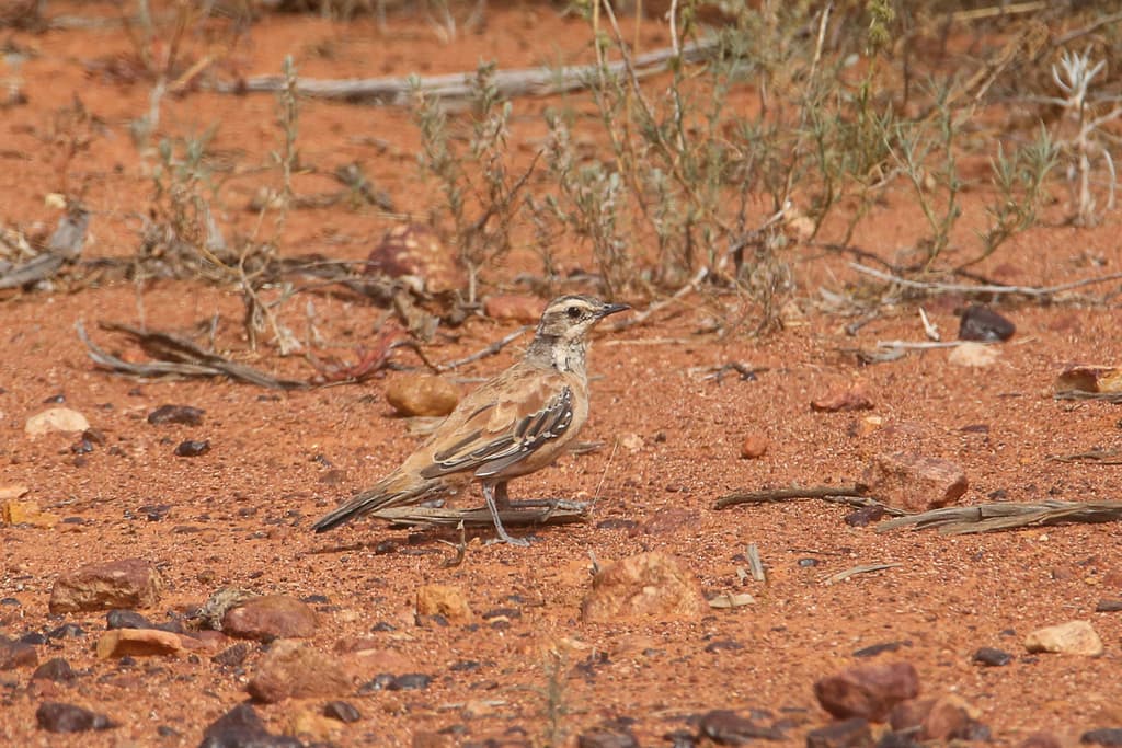 Chestnut-breasted Quail-thrush