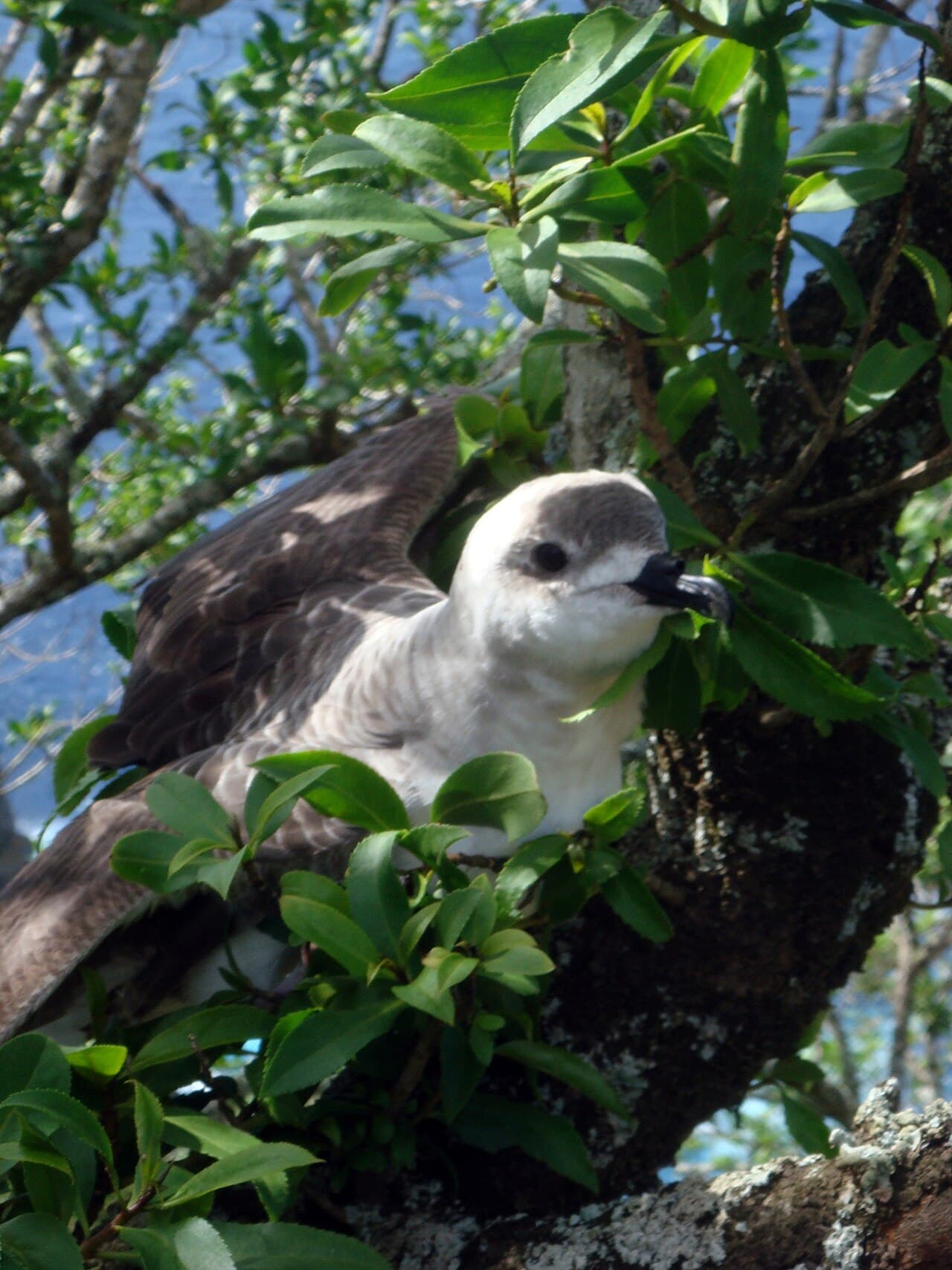Kermadec Petrel