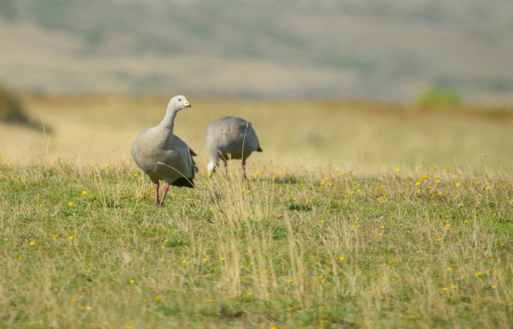 Cape Barren Goose