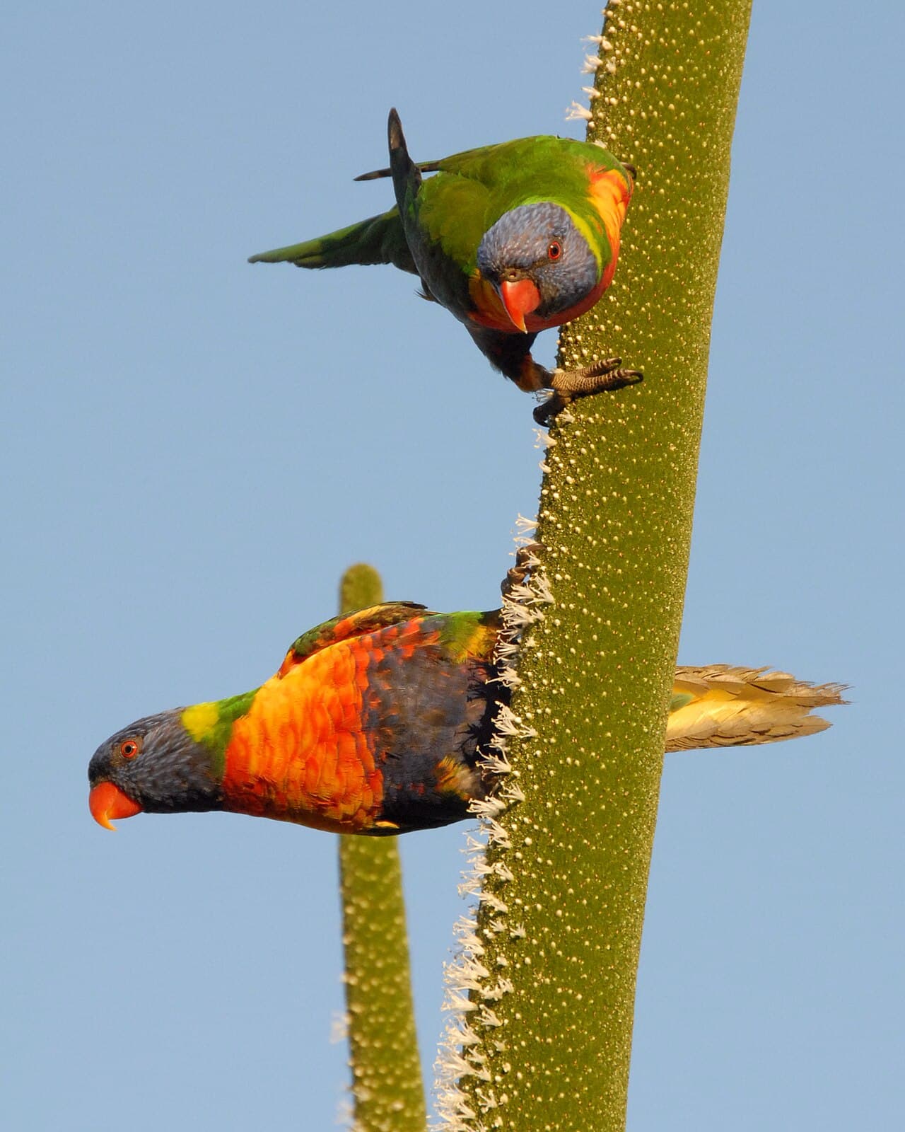 Rainbow Lorikeet