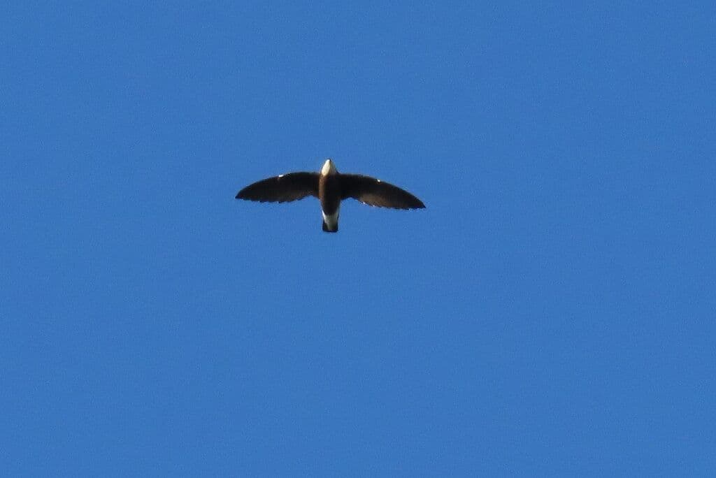 White-throated Needletail
