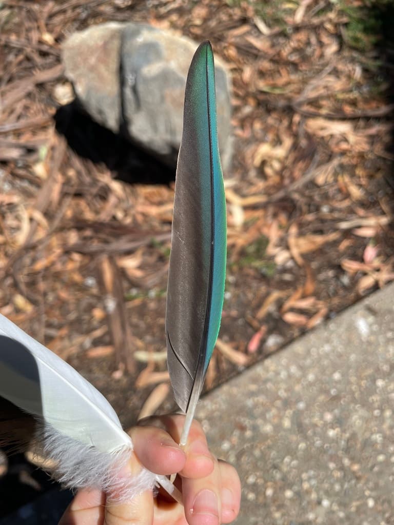Superb Parrot