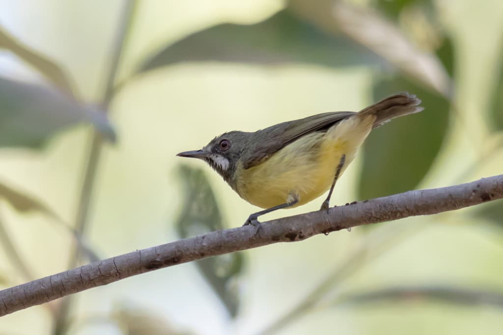 Fairy Gerygone