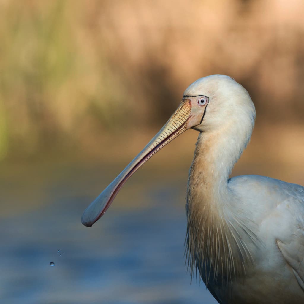 Yellow-billed Spoonbill