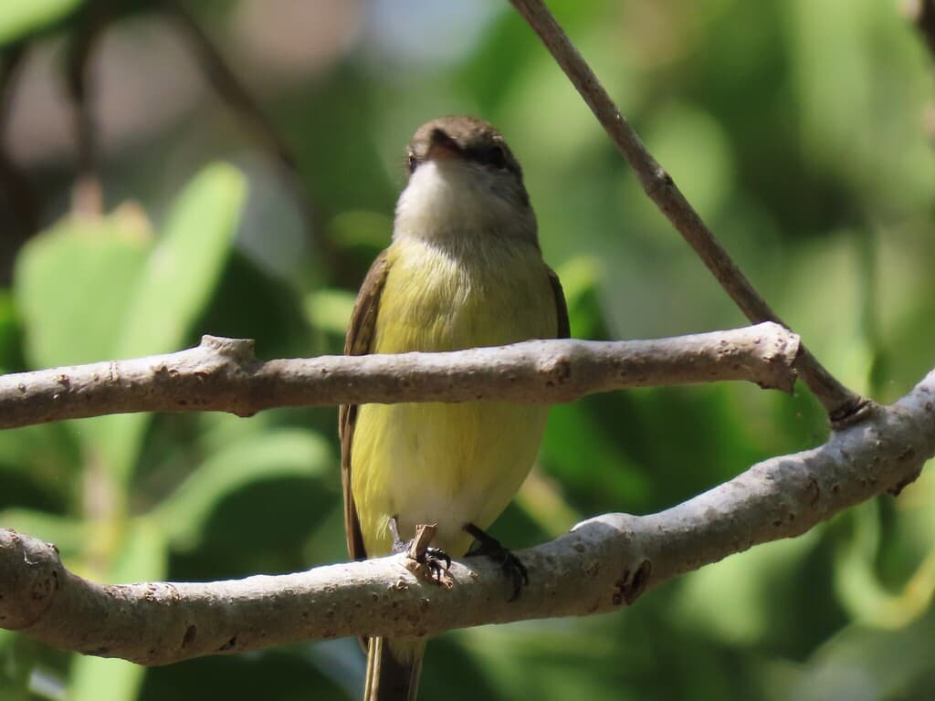 Lemon-bellied Flyrobin