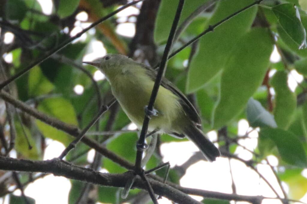 Green-backed Honeyeater