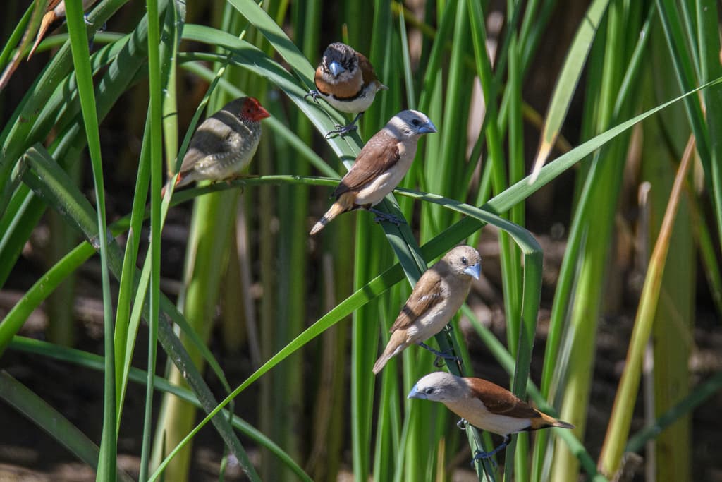 Yellow-rumped Mannikin