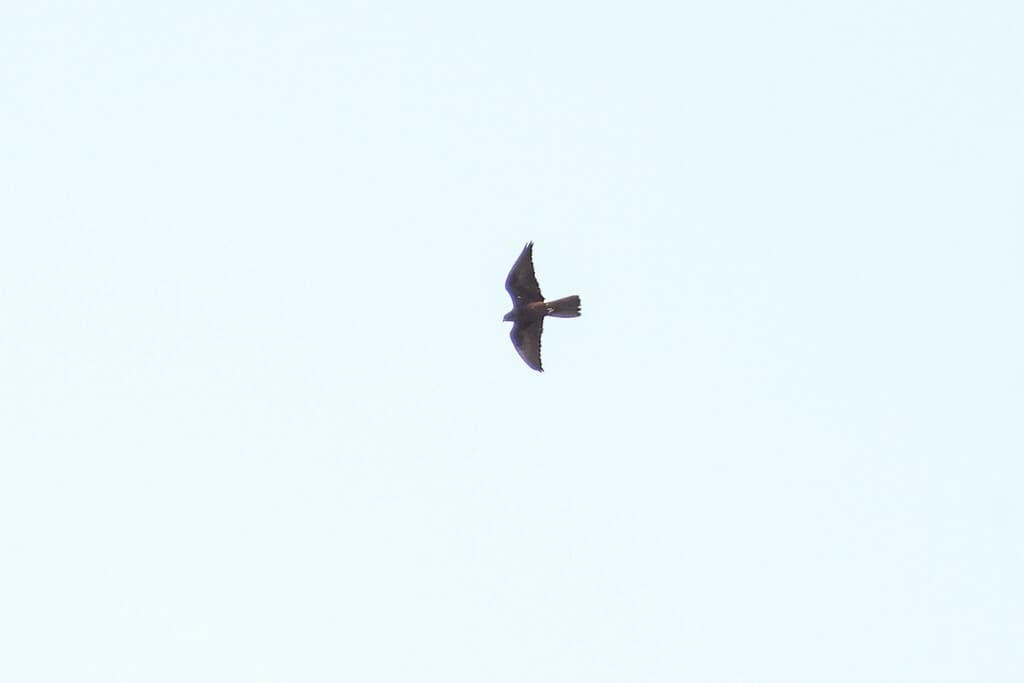 Black Falcon