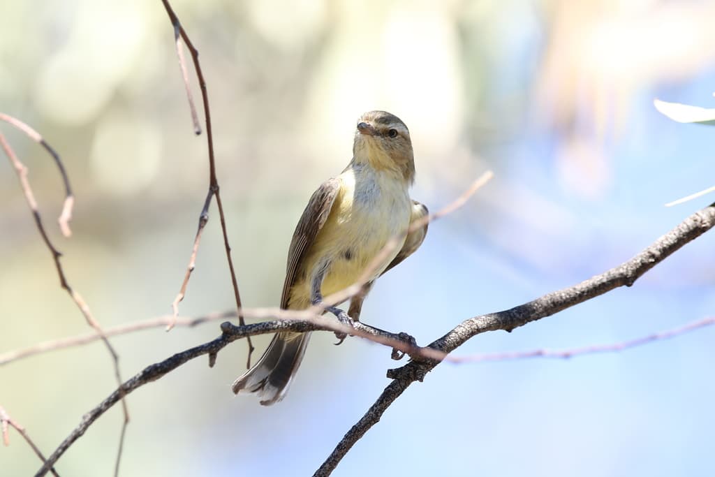 Weebill