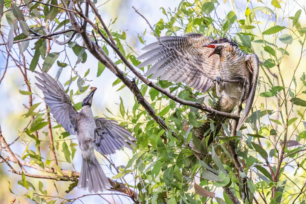 Pacific Koel