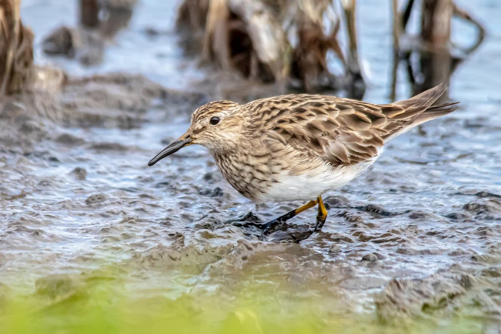 Pectoral Sandpiper
