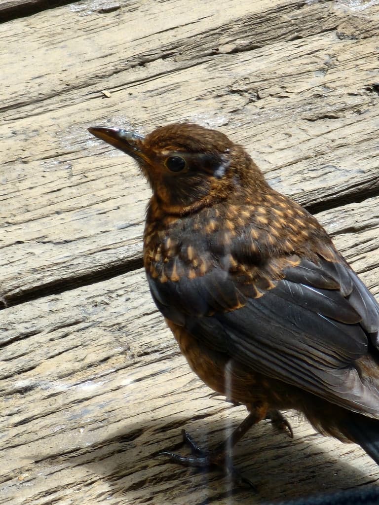 Common Blackbird