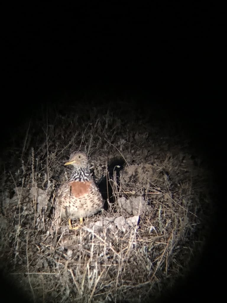 Plains-wanderer