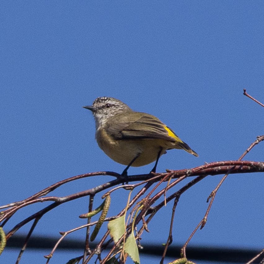 Yellow-rumped Thornbill