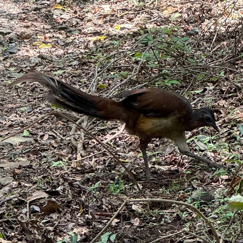 Albert's Lyrebird