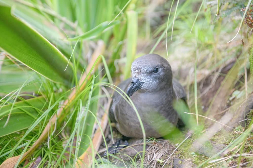 Providence Petrel