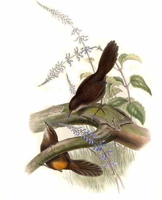 Rufous Scrubbird