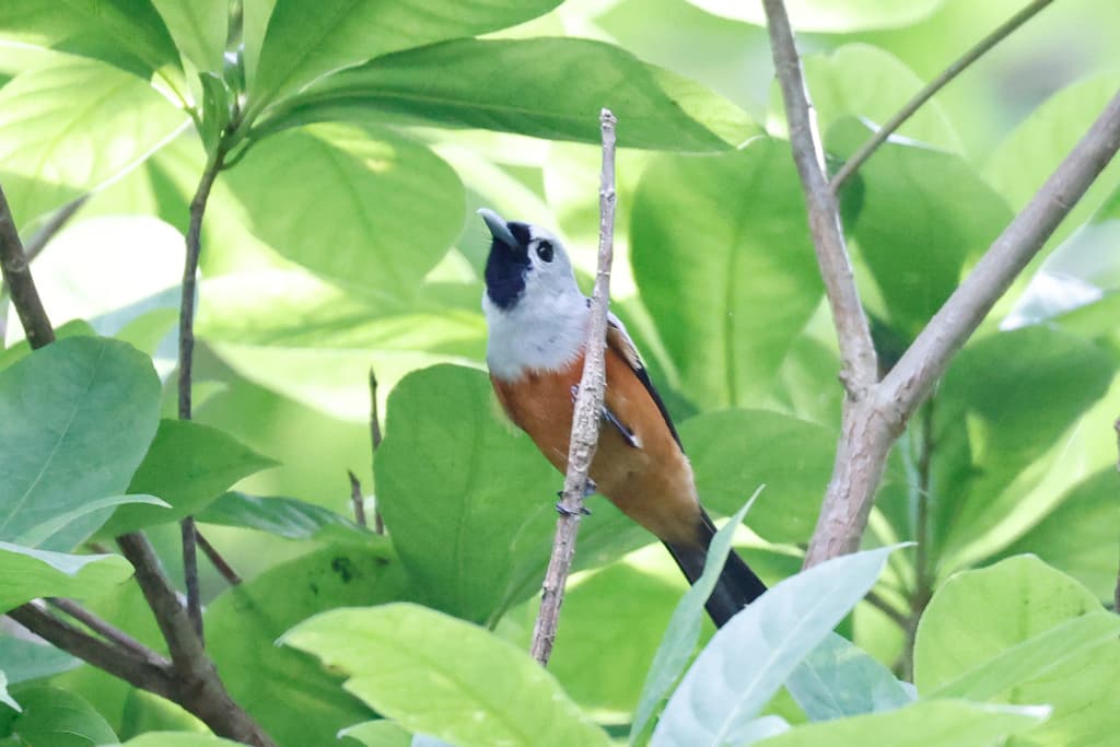 Black-winged Monarch