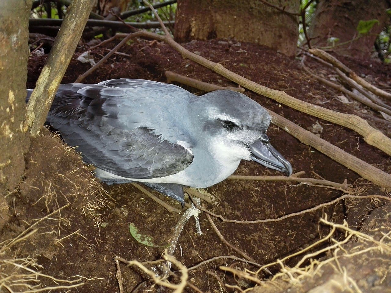 Broad-billed Prion
