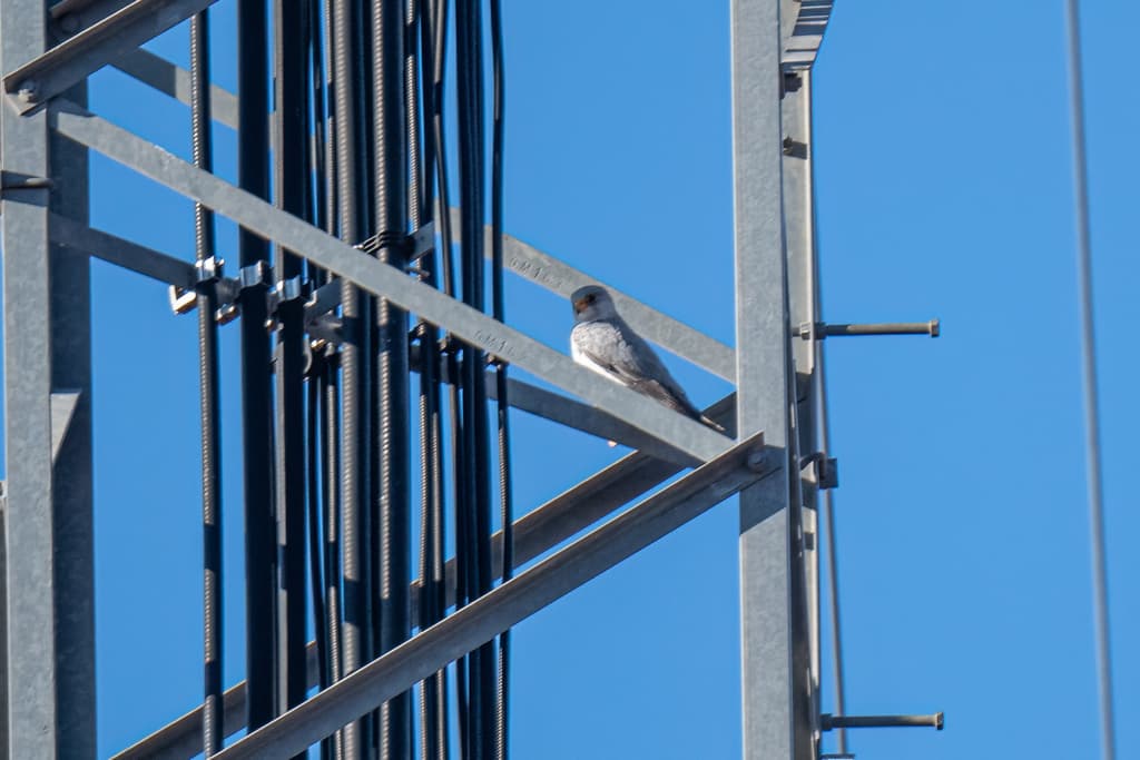 Grey Falcon