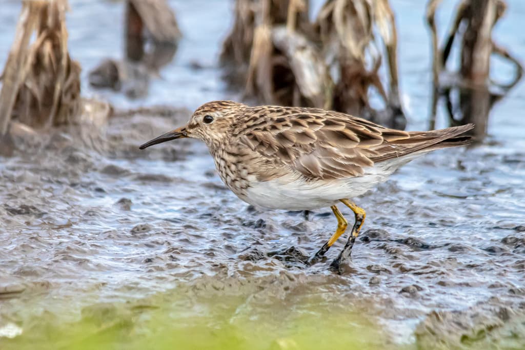 Pectoral Sandpiper