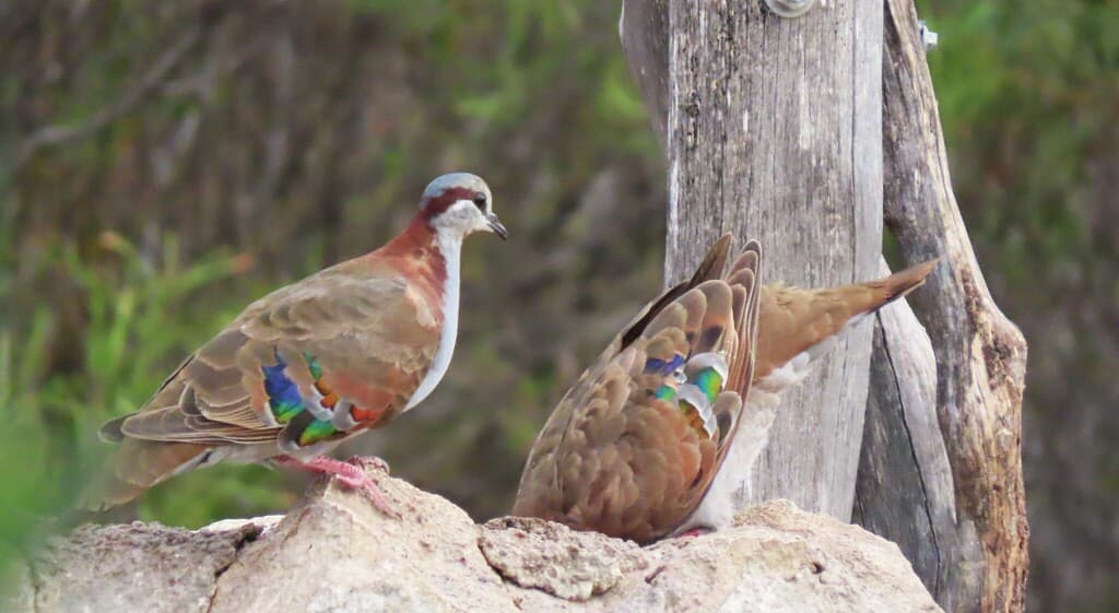 Brush Bronzewing