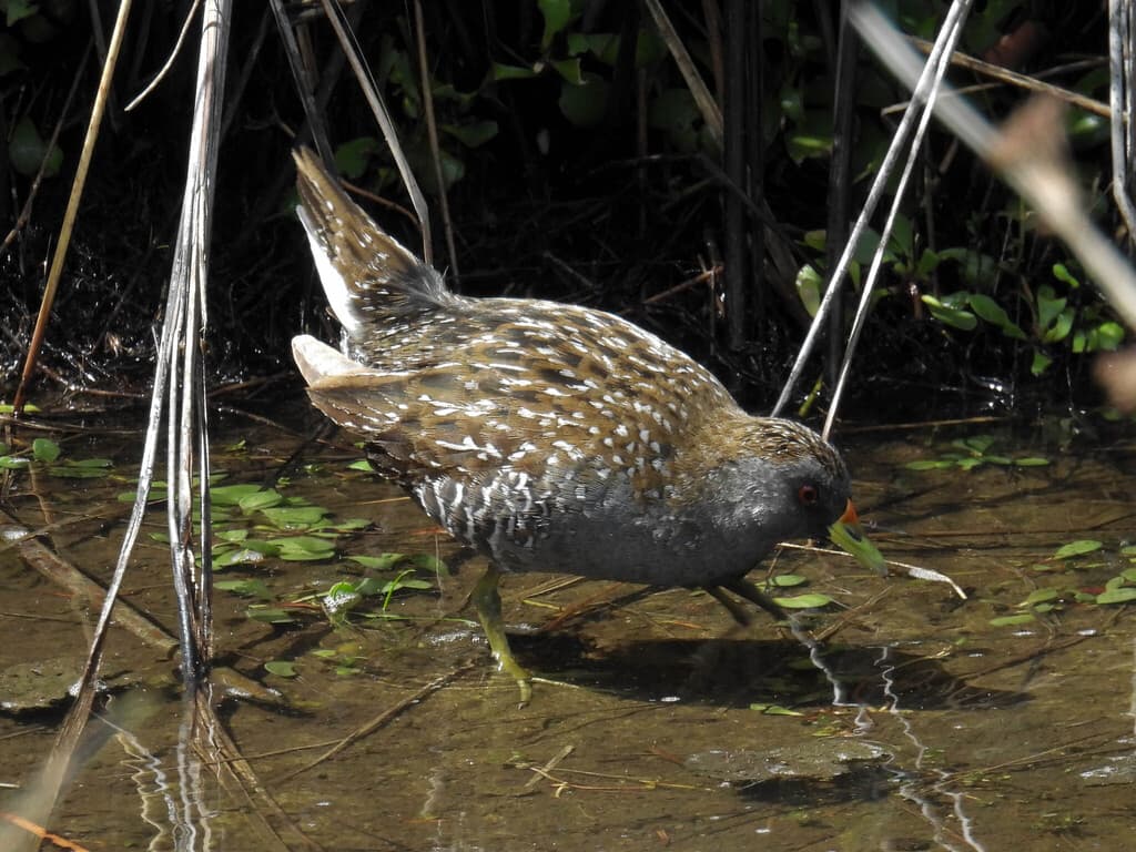 Australian Crake