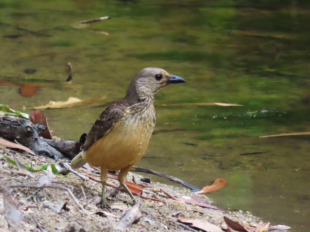 Fawn-breasted Bowerbird