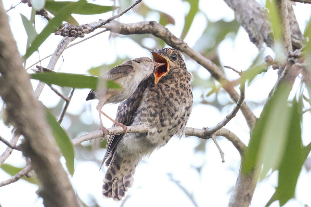Sahul Brush Cuckoo