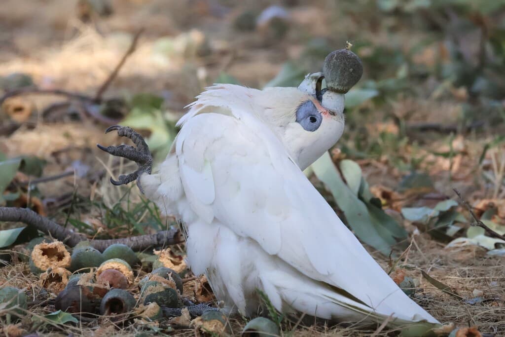 Little Corella