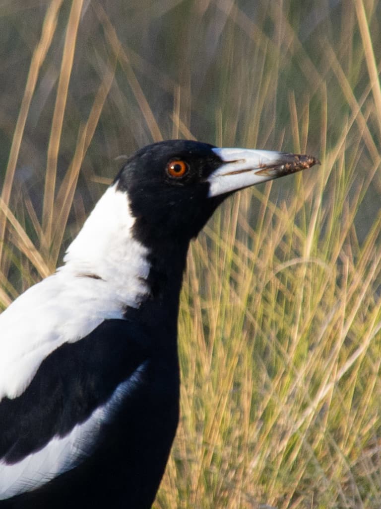 Australian Magpie