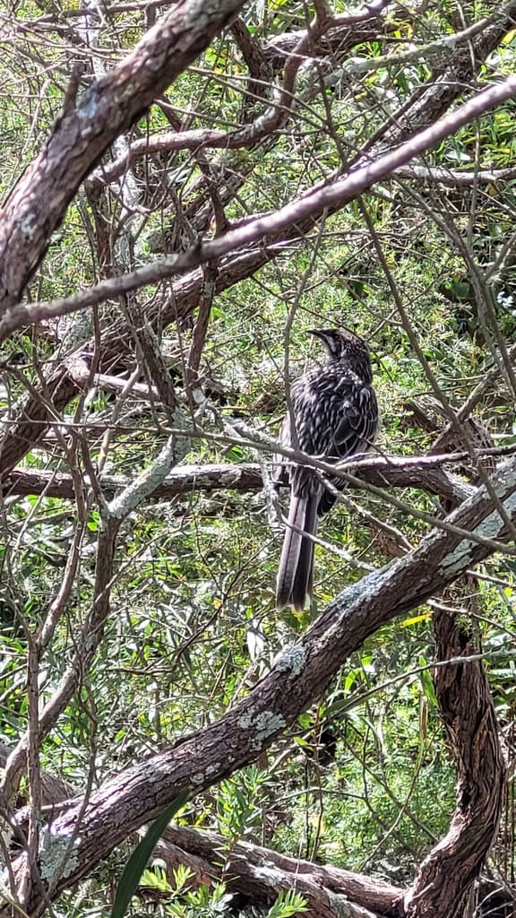 Red Wattlebird